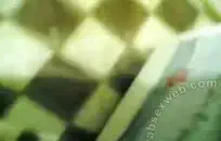 شعر الأبنوس في سن المراهقة يعطي قذرة الرأس وركوب الخيل على فرنك بلجيكي الديك.